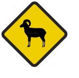 Śmieszne znaki drogowe z egzotycznymi zwierzętami (baran)